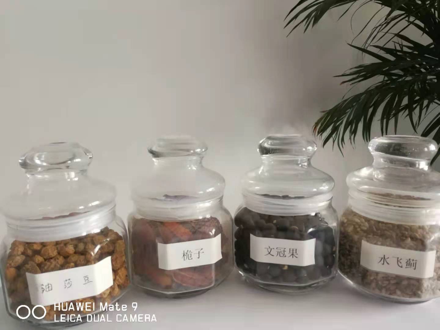 低溫冷榨南瓜籽油